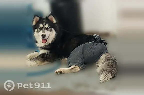 Lost pets Albuquerque, photo: Lost dog, Aztec, New Mexico, Albuquerque — friendly male husky