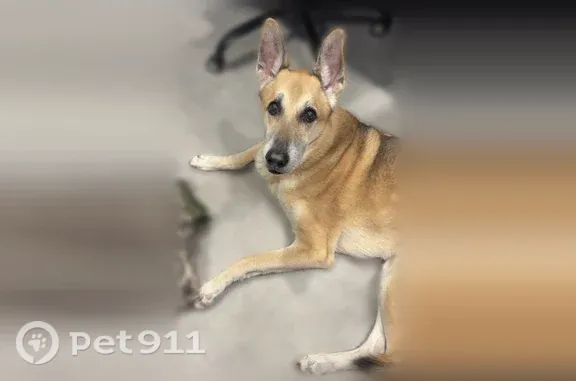 Lost dog, Forrestbrook Drive, Kannapolis — friendly male with no collar - photo