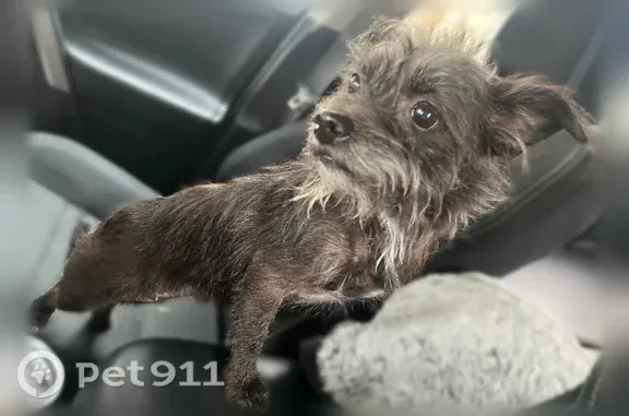 Found dog Louisville, photo: Found dog, Portland Avenue, 2934, Louisville — very friendly