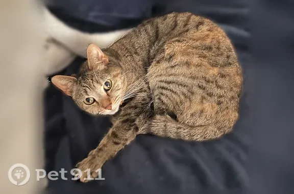 Lost cat, Meadowcrest Park, 520, Lexington, Louisville — small indoor cat with black spots in both eyes - photo