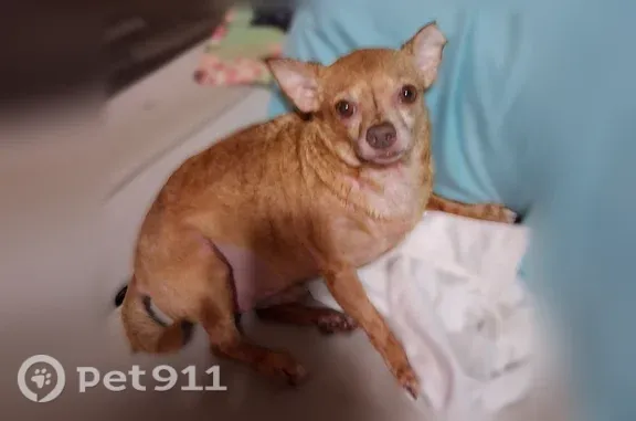 Lost dog, male, North Hurricane Creek Road, Few Chapel, McEwen — nervous Chihuahua - photo