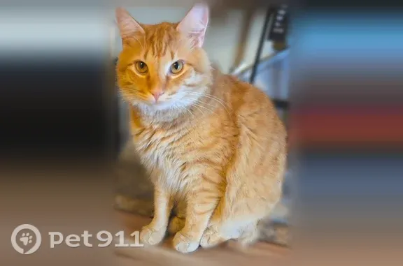 Lost cat, Sharbot Drive, Columbus — male with golden eyes - photo
