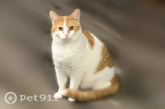 Lost cat, Badger Drive, 1900, Evansville — large female with amber eyes - photo