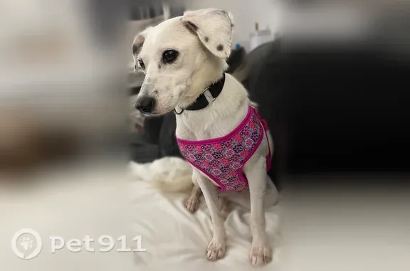 Lost Dog (female), Wellington Terrace, 105, Towamencin Township, Kulpsville — white Jack Russell mix - photo