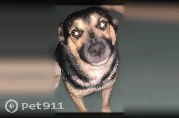 Lost dog, Wharf Cove Drive, 11104, El Paso — male German Shepherd mix named Shiloh - photo