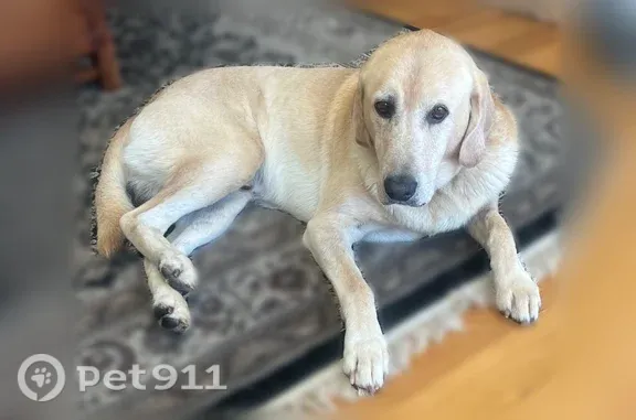 Lost male dog, Greenwell Road, 2300, Virginia Beach — friendly yellow Lab with an oily coat - photo