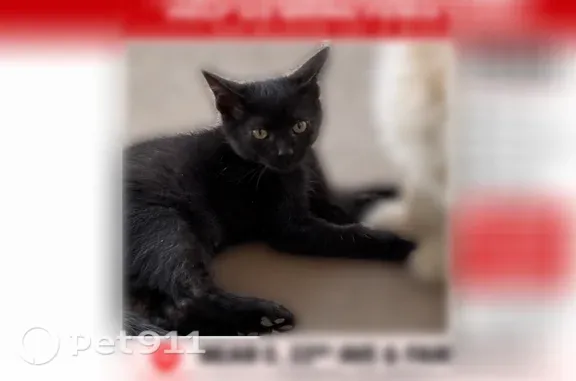 Lost cat, North Fairplay Street, Aurora — black male, last seen at 6:58 p.m. - photo