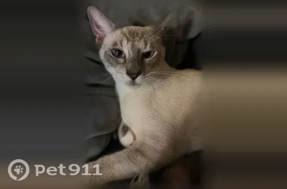 Lost cat, Kaihee Street, 1336, East Honolulu — male, newly adopted and frightened - photo