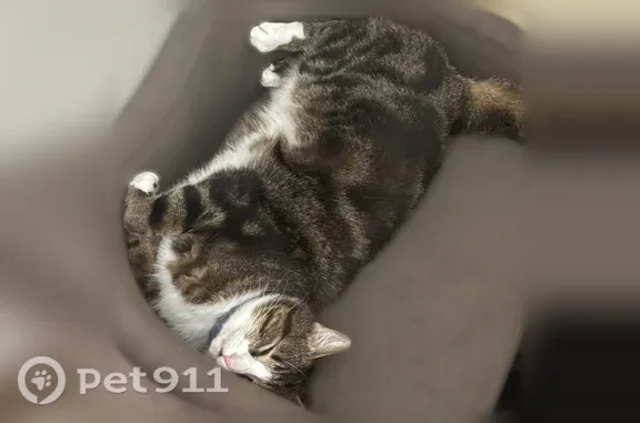 Lost pets Rogers, photo: Lost cat, West Olive Street, 3904, Rogers — male with four white paws
