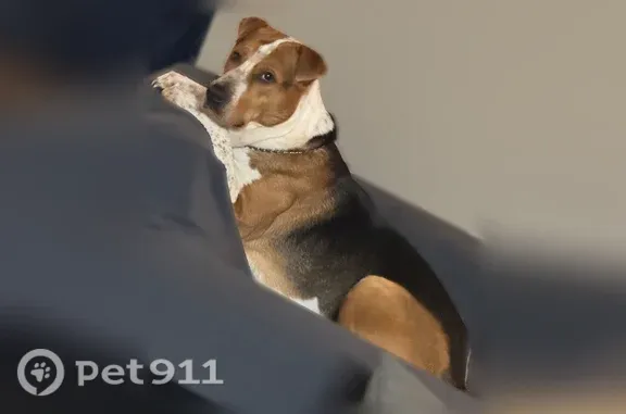 Lost dog, Frontier Street, 394, Star City — male pitbull mix with brown and white fur - photo