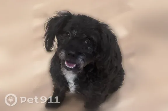 Lost dog, Summit Trail, 3492, Cumming — female black miniature schnauzer mix - photo