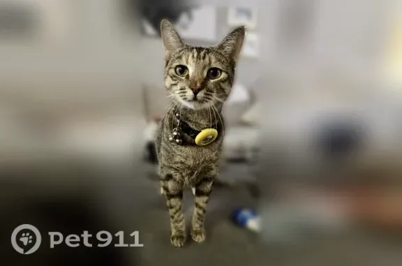 Lost pets Lafayette, photo: Lost cat, Fairview Parkway, 300, Lafayette — female with a white-tipped tail