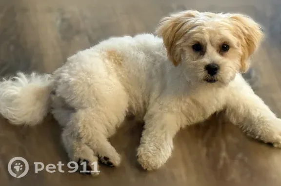 Missing dog Romulus, photo: Lost dog, Barth Street, Romulus — 5-month-old female Shih Tzu mix