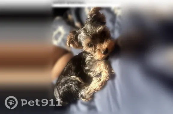 Missing dog Detroit, photo: Lost dog, Woodside Street, 19390, Harper Woods, Detroit — male with large ears