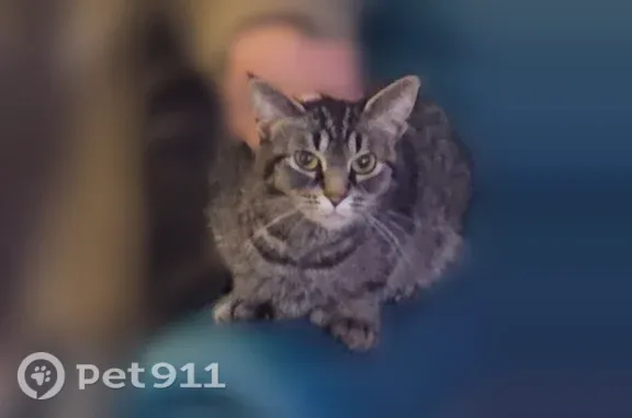 Lost cat, Callender Street, 12824, Southgate, Detroit — female tabby, friendly and vocal - photo