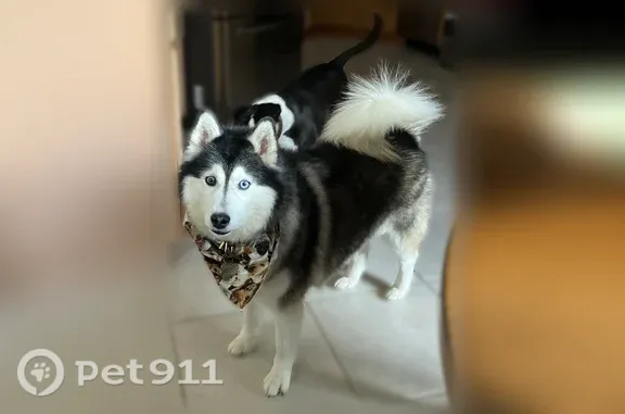 Lost Dog, 103rd Drive, 7566, Crown Point — male Husky with one blue and one brown eye - photo