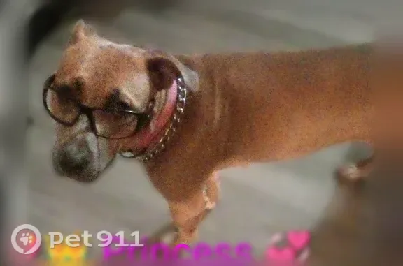 Lost pets Spokane, photo: Lost dog, female, South Palouse Highway, Washington, Spokane — white chest and pink collar