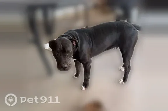 Lost dog, El Paso, Texas, Arlington — male dark brown pitbull - photo