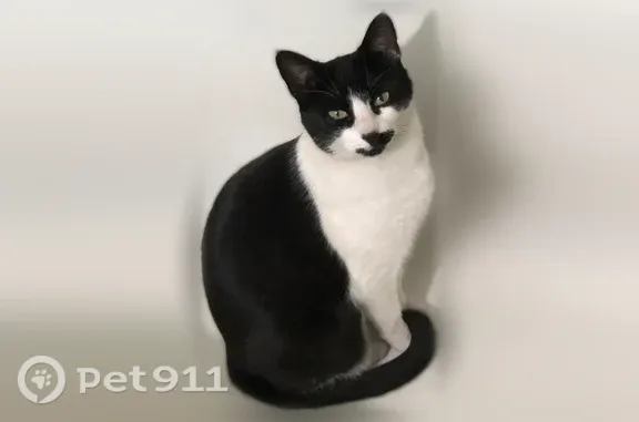 Lost cat, La Vega Drive Southwest, 755, Arlington — black-and-white shorthair female - photo
