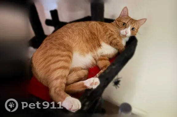 Very cautious and scared of people he doesn’t know. White paws with a white stomach.
