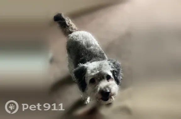 Lost pets Dayton, photo: Lost female dog, Brandt Street, 900, Dayton — gray and white schnauzer mix, 12 years old