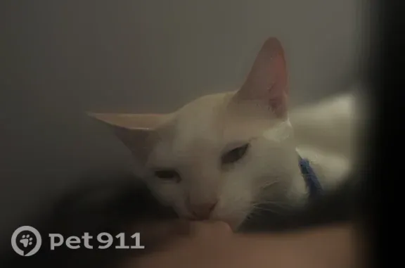 Lost pets Hialeah, photo: Lost cat, West 72nd Street, 2645, Hialeah, Hialeah — mostly white, very vocal