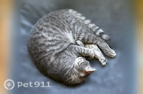 Lost male cat, North Morrison Road, Cass Township, Dresden — sweet and talkative - photo