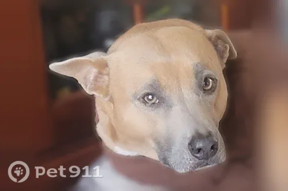 Lost pets Akron, photo: Lost dog, female, Summit Street, 2632, Ravenna, Akron — tan with a white chest