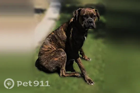 Lost Dog, Bakersfield, California, Lamont — female brindle Boxer with a brown collar - photo