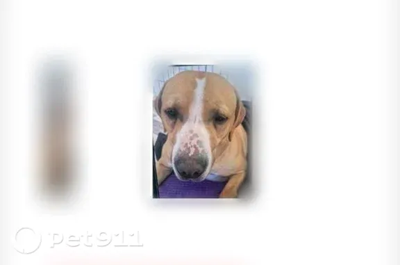Lost pets Chicago, photo: Lost dog, male, North Lorel Avenue, 119, Chicago — golden-brown with a red collar