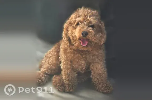 Lost pets Salt Lake City, photo: Lost dog, South Main Street, 350, Salt Lake City — female with a light brown curly coat