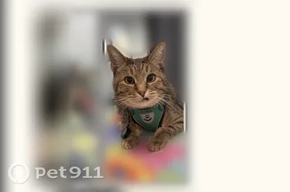 Lost pets Prescott, photo: Lost male cat, South Granite Street, Prescott — cross-eyed, missing one incisor