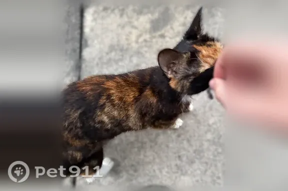 Found cat, GA 247 Spur, Perry...