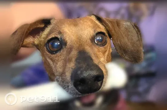 Lost female dog, River Park Circle, 32, St. Albans — small older brown dachshund - photo