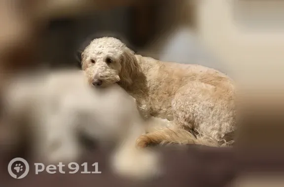 Missing dog Rock, photo: Lost male dog, Michigan 35, 15058, Rock — white Goldendoodle, very friendly
