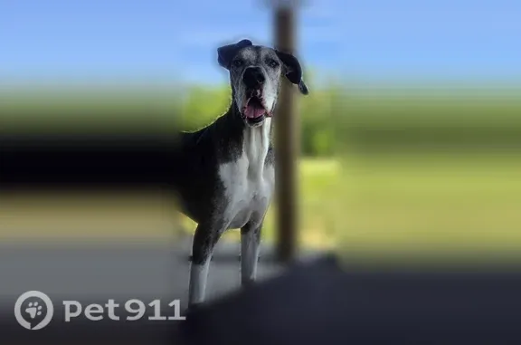 Lost pets Grove City, photo: Lost dog, Gay Road, Pleasant Township, Grove City — female, white with grey back and black