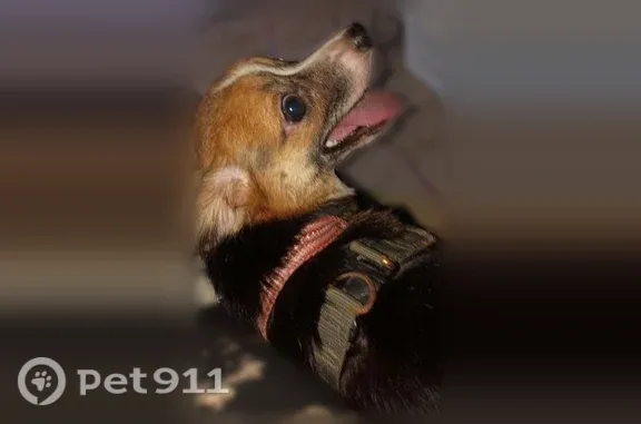 Lost dog, Eckert Grove, 7180, Eckerty, Memphis — female Chihuahua-Cocker Spaniel mix - photo