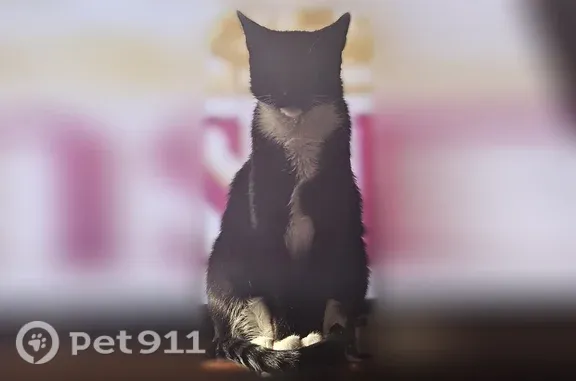 Lost cat, South 20th Street, Manitowoc — female with white feet, belly, and chin - photo