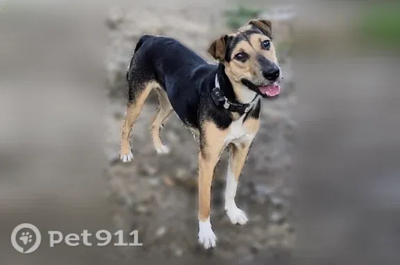 Lost female dog, Devonshire Court, 551, Severna Park — brown and black with white paws - photo