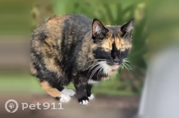 Lost pets Kansas City, photo: Lost cat, Richmond Avenue, 10512, Kansas City — female, microchipped