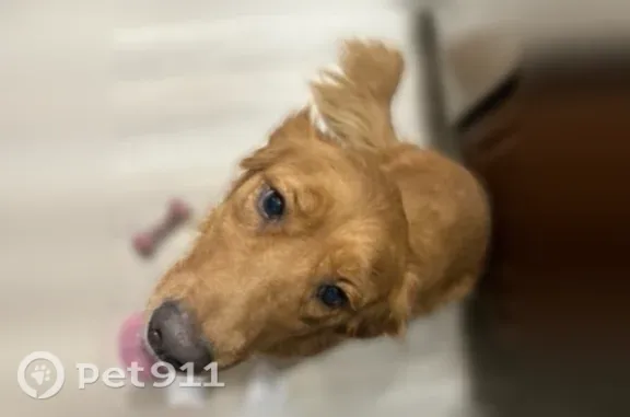 Lost pets Orange City, photo: Lost female dog, Orange Avenue, 349, Orange City — red golden retriever