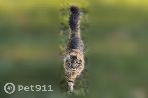 Lost cat, Carroll Street, Falmouth — male Maine Coon - photo