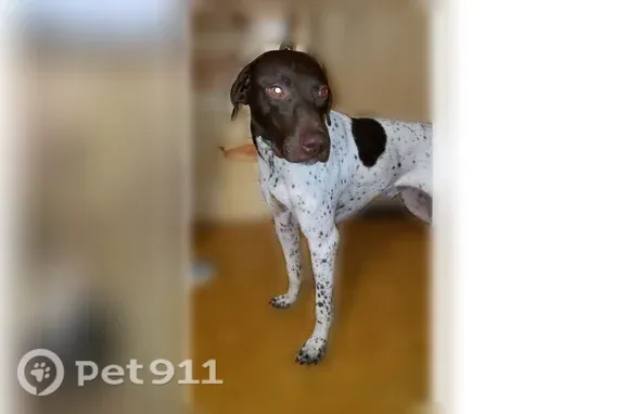 Lost dog, male, Walsh Road, 11570, Hazelhurst, Milwaukee — German Shorthaired Pointer - photo