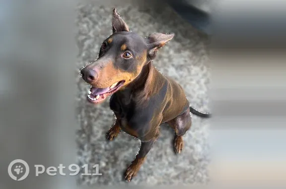 Lost pets Lafayette, photo: Lost dog, Clyde Fant Parkway, Shreveport, Lafayette — left ear dented in the middle