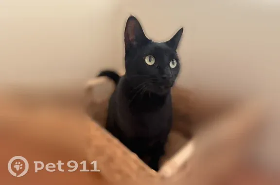 Lost cat, Burgess Hill Drive, 2890, Waterford Township, Lake Angelus — female with sleek black short hair - photo