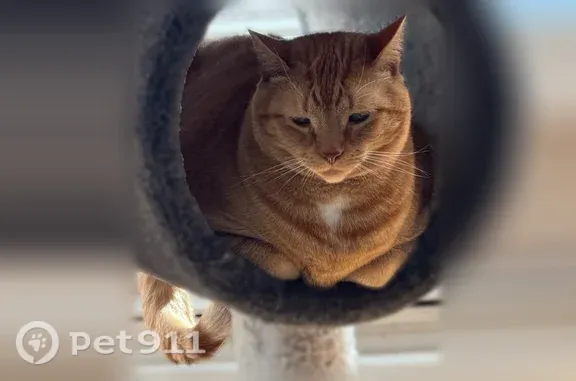 Lost pets Peabody, photo: Lost cat, Elmwood Circle, 44, Peabody — male with a white chest patch