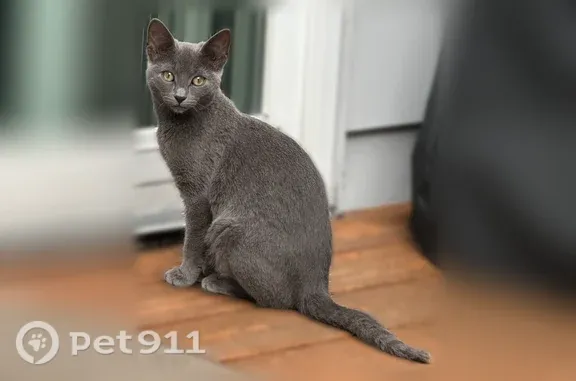 Found cat, Bristol Drive, 3856...
