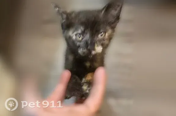 Found female cat, Green Pond R...