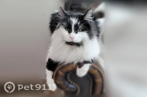 Lost pets Portland, photo: Lost Cat, Southeast King Hezekiah Way, 20884, Bend, Portland — male with bright green eyes