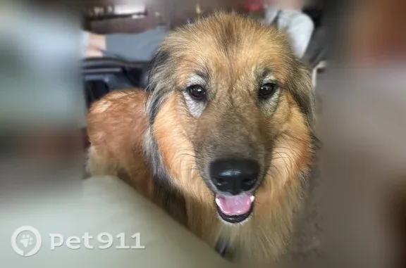 Lost pets Hilliard, photo: Lost male dog, Hayden Boulevard, Columbus, Hilliard — black harness
